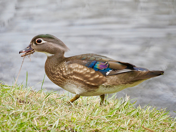 Finding food.