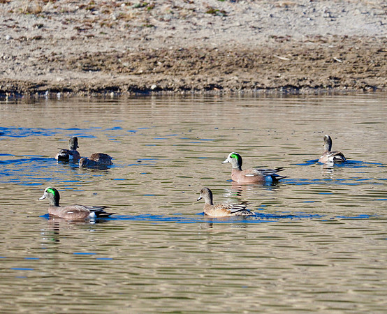American Wigeon; Whitewater Draw, Arizona; January