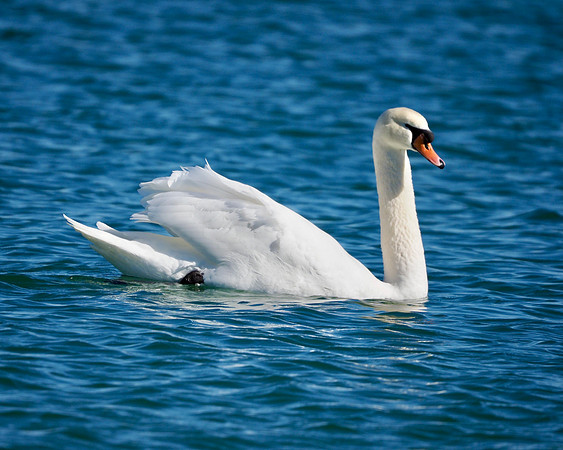 Mute Swan, South Shore Park, Milwaukee, WI