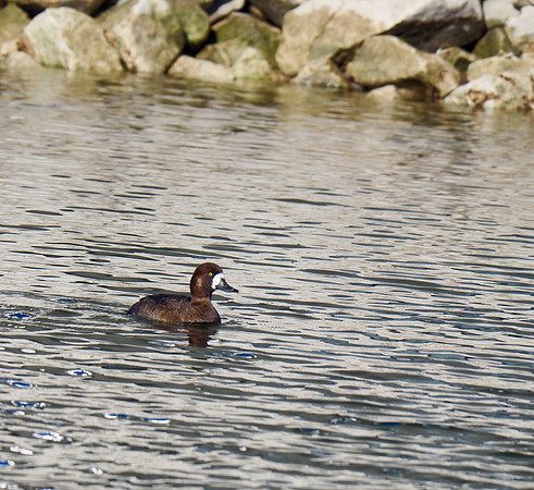 Greater Scaup; Lakeshore State Park, Milwaukee, WI; January