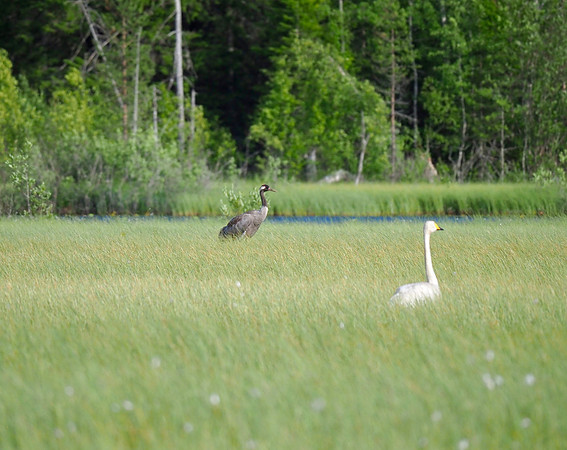 Eurasian Crane and Whooper Swan