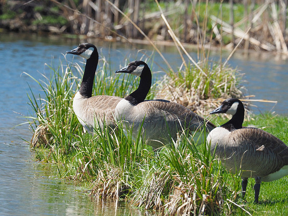 Canada Geese; Lynden Sculpture Garden, Milwaukee, WI; April