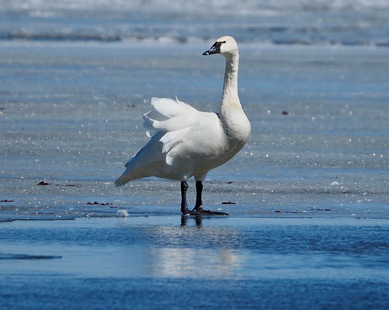 Tundra Swan on Lake Winnebago.