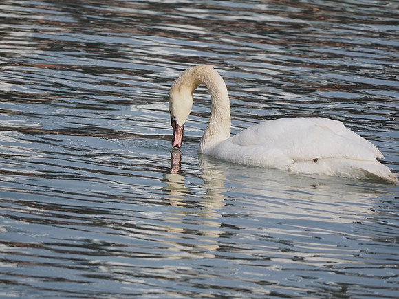 Taking a drink