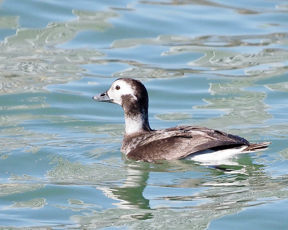 Long Tailed Duck, Female