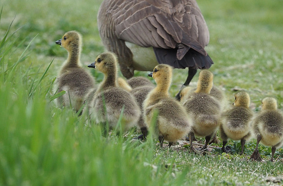 Following Mom