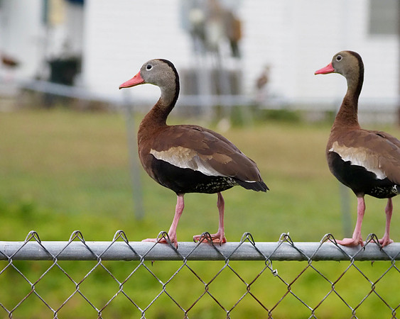 Black-bellied Whistling-Ducks, Venice, FL rookery.