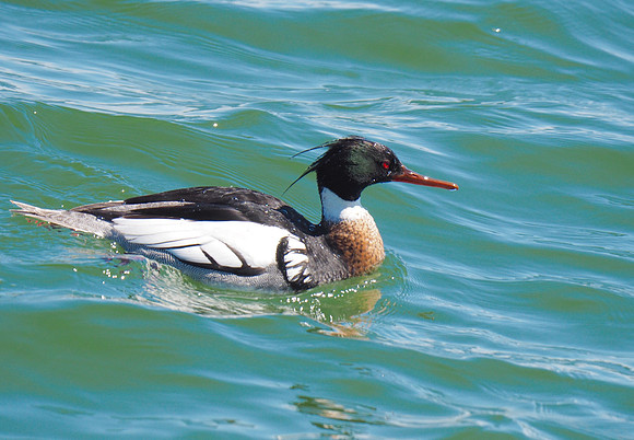 Red-breasted Merganser; Milwaukee Harbor, WI; April