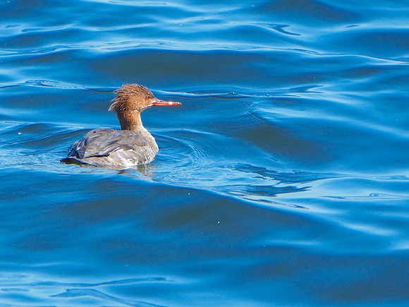 Red-breasted Merganser; Milwaukee Harbor, WI; April