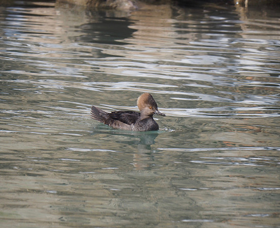 Hooded Merganser; Port Washington Harbor; January