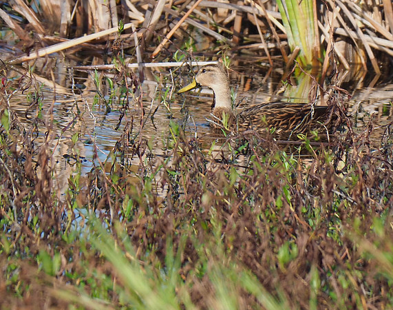 Mottled Duck, Florida