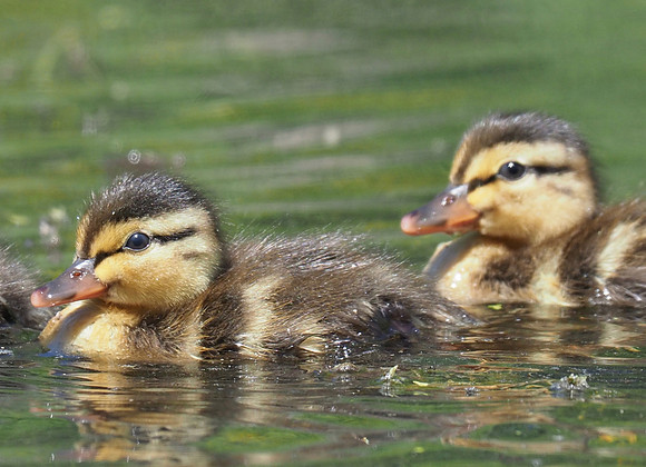 Mallard ducklings.