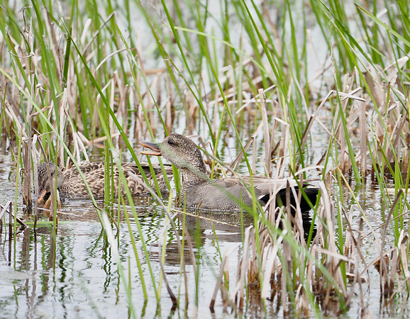 Gadwall.