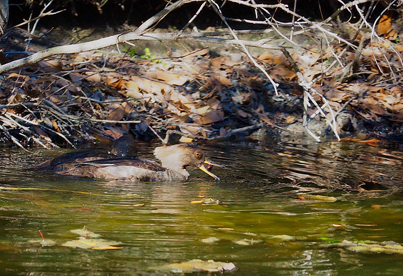 Hooded Merganser; Kiawah Is., SC; February