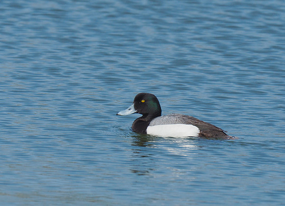 Greater Scaup; Lakeshore State Park, Milwaukee, WI; May