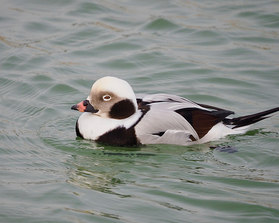 A handsome duck, for sure.
