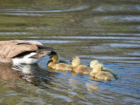 Staying close to mom.
