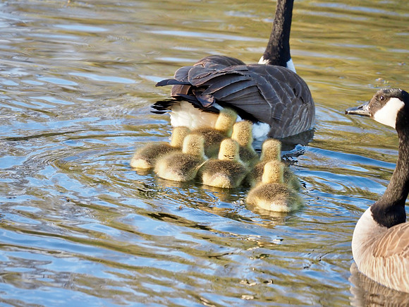 Well-guarded goslings.