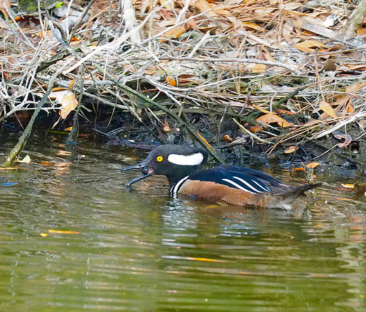 Hooded Merganser; Kiawah Is., SC; February