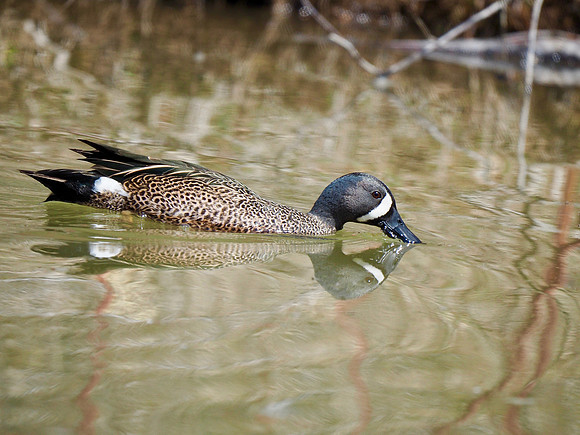 Blue-winged Teal; Schlitz Audubon Nature Center, Milwaukee, WI; April