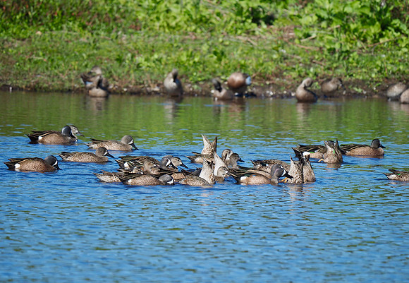 Blue-winged Teal, Florida