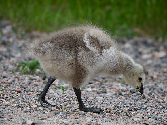 Tiny wings.