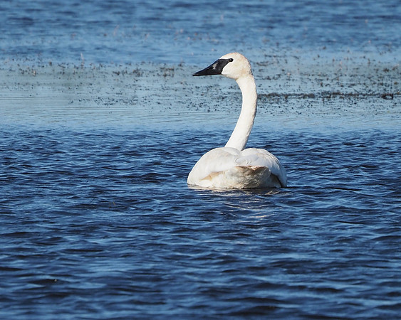 Trumpeter Swan; Horicon Marsh; September