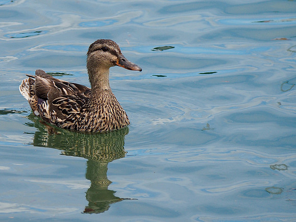 Mallard; Lakeshore State Park, Milwaukee, WI; July
