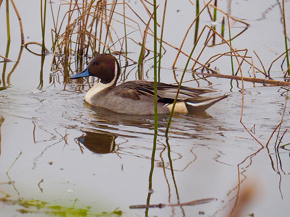 Northern Pintail; Horicon NWR, WI; November