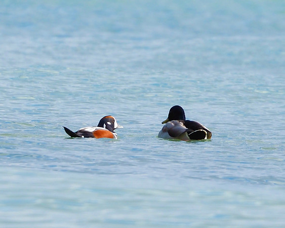 Harlequin Duck, Sheboygan lakeshore.