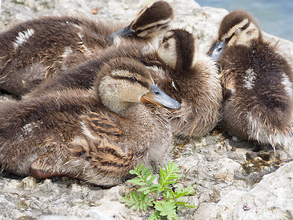 Mallard ducklings; Port Washington harbor; July