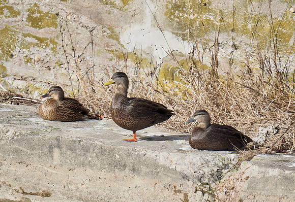 American Black Ducks; Port Washington Harbor; January