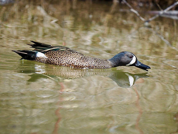 A fast swimmer!