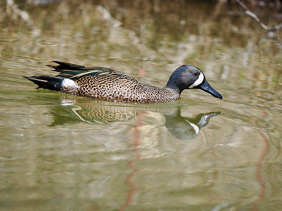 Blue-winged Teal