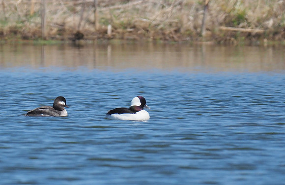 Bufflehead pair