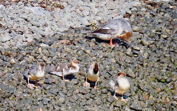 Common Merganser with chicks, Finland, June.