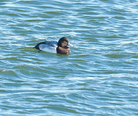 Greater Scaup;  Lakeshore State Park, Milwaukee, WI; January