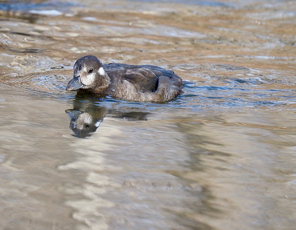 Harlequin Duck, female.