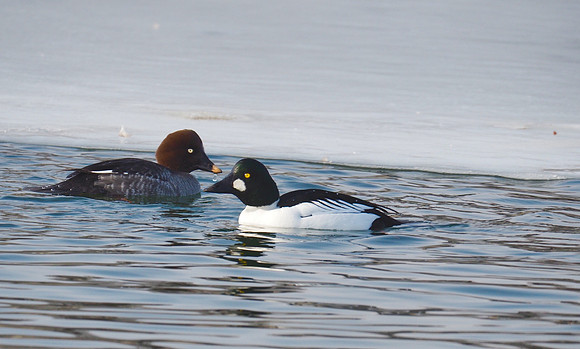 Common Goldeneye; Lakeshore State Park, Milwaukee, WI; January
