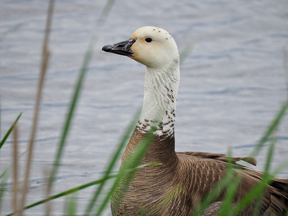Canada Goose and Snow Goose, hybrid cross, Horicon Marsh.