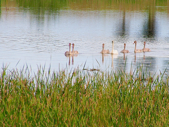 Trumpeter Swans; Horicon NWR, WI; August