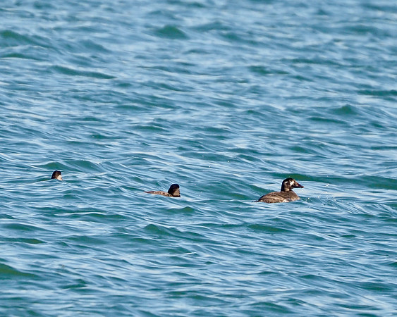 Surf Scoter; Milwaukee Harbor; December