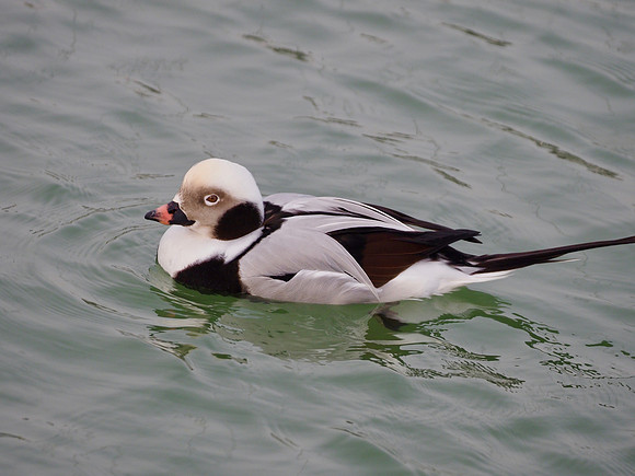 Long-tailed Duck, male, December
