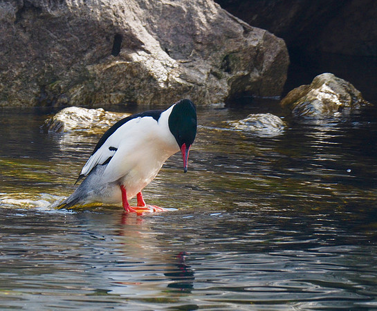 Common Merganser; Milwaukee Harbor, WI; March