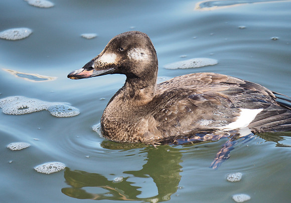 White-winged Scoter