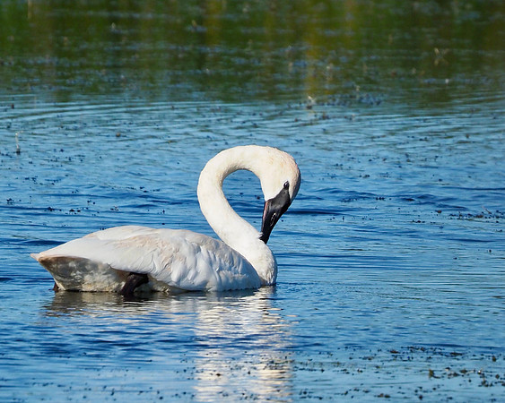 A bit of preening