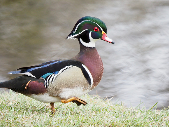 Strutting around.