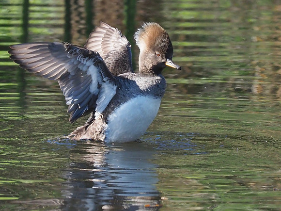 Hooded Merganser, female
