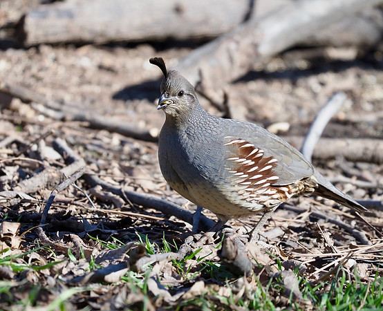 Gambel's Quail, female; Arizona