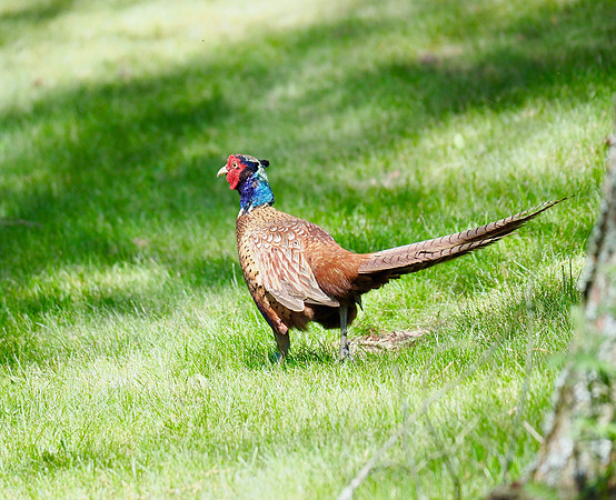 Pheasant; Kurikka, Finland; June.